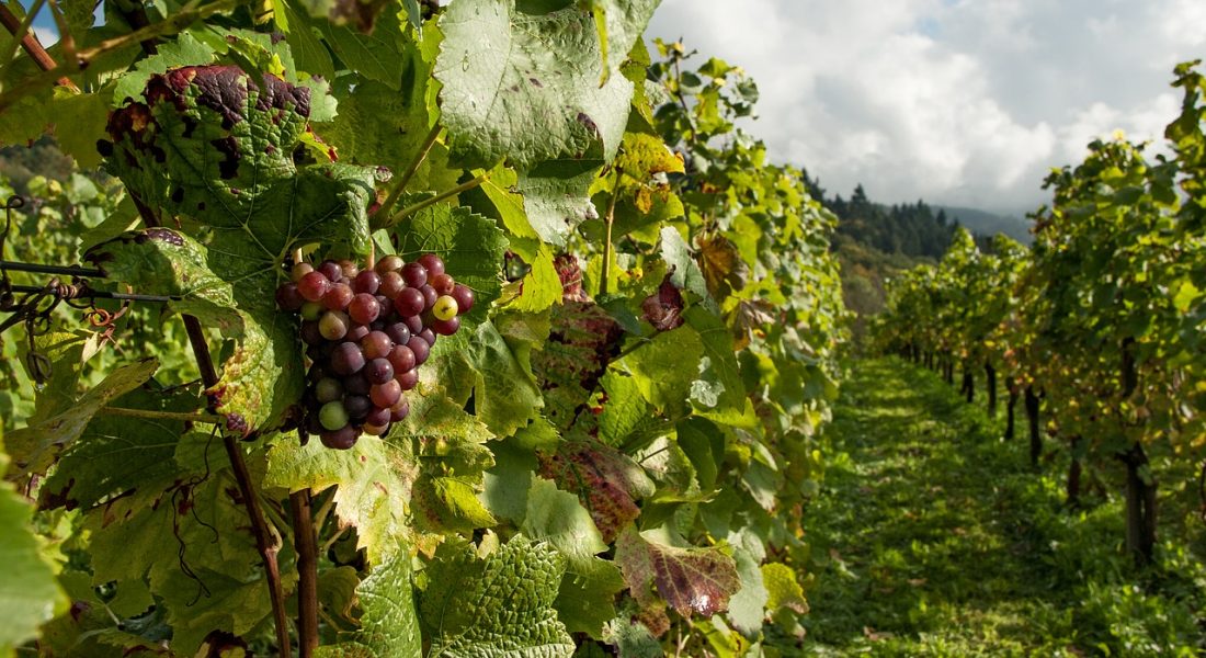 Things to Do in Wine Regions of NSW